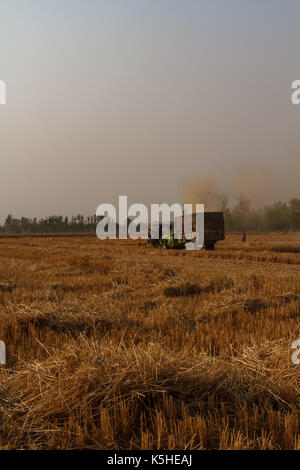 Weizen Ernte in Uttar Pradesh, Indien Stockfoto