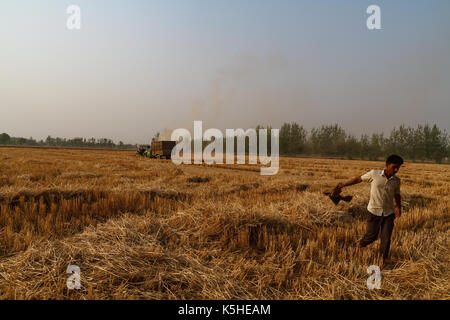 Weizen Ernte in Uttar Pradesh, Indien Stockfoto