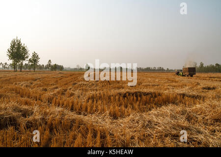 Weizen Ernte in Uttar Pradesh, Indien Stockfoto