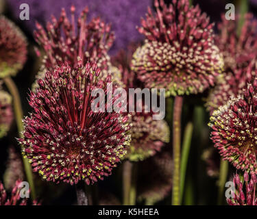 Nahaufnahme der dramatischen allium Blumen, rote Sorte mohican, eine Blume zeigen in England Stockfoto