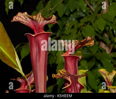 Nahaufnahme der Sarracenia flava Schlauchpflanzen eine Blume zeigen in englanddeep redvariety mit roten Adern auf Gelb an der Spitze Blatt Stockfoto