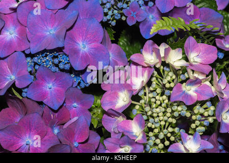 Eine Masse von hortensienblüten schließen, Vielzahl kardinal Violett an einem flower show in England. violett blau Blütenblätter mit blauen Blüten Stockfoto