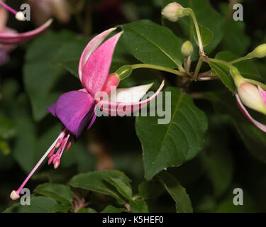 Nahaufnahme eines Fuschia Blume Vielzahl Rivendell eine Blume zeigen in England, Lila, Rot und Weiß gegen dunkelgrüne Blätter mit einigen Knospen Stockfoto