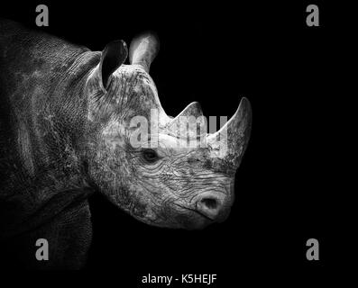 Rhino Stockfoto