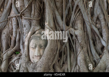 Buddha's Kopf in Tree root. Ayutthaya. Thailand Stockfoto