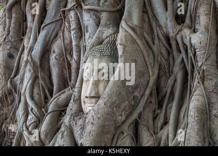 Buddha's Kopf in Tree root. Ayutthaya. Thailand Stockfoto