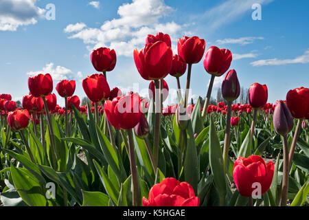 Ein Feld von roten Tulpen blühen an einem sonnigen Tag während der jährlichen Skagit Valley Tulip Festival im Staat Washington. Stockfoto