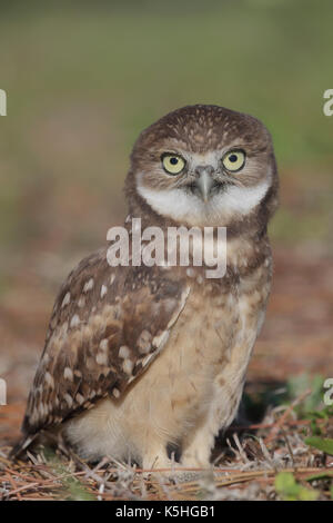 Grabende Eule (Athene cunicularia) Stockfoto