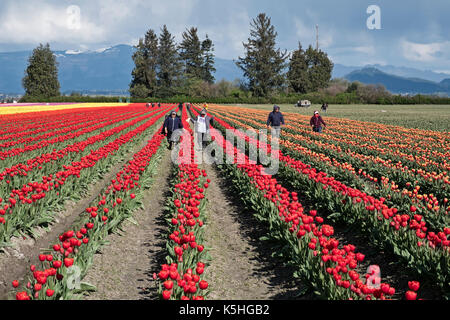 SKAGIT VALLEY, Vereinigte Staaten - 15 April 2017: Eine Gruppe von Arbeitnehmerinnen Spaziergang durch die Reihen von einem Feld von Tulpen im Rahmen des jährlichen Skagit Valley Tulip Stockfoto
