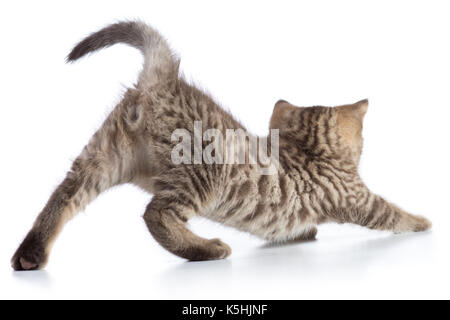 Süße Katze Tabby kitten Stretching auf weißem Hintergrund Stockfoto