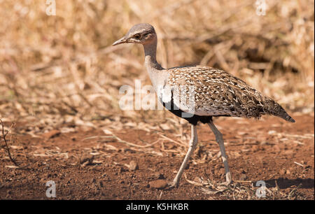 Red-Crested korhaan (Lophotis ruficrista) Stockfoto