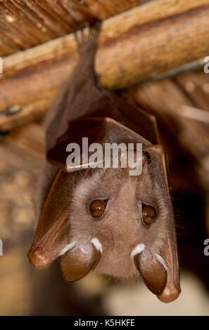 Wahlberg ist epauletted Obst bat (Epomophorus wahlbergi), Skukuza Camp, Krüger Nationalpark, Südafrika Stockfoto