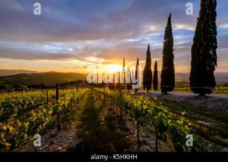 Die Sonne geht über die Weinberge, von Zypressen flankiert Stockfoto