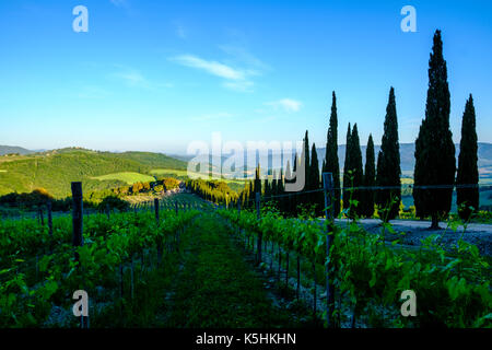 Typische tuscanian Landschaft mit einem Bauernhaus auf einem Hügel, Weinberge und Morgennebel bei Sonnenaufgang Stockfoto