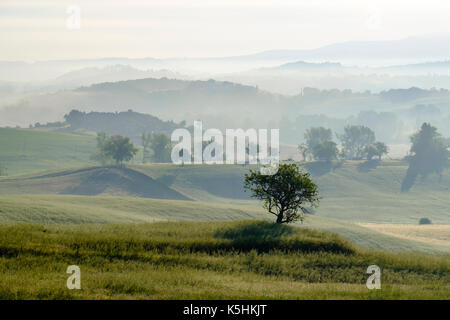 Typische tuscanian Landschaft mit Hügeln, Felder, Bäume und Morgennebel bei Sonnenaufgang Stockfoto