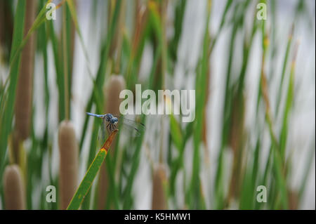 Blue Dragonfly ruht auf einem cattail an der Küste Stockfoto