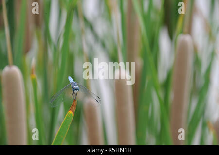 Blue Dragonfly ruht auf einem cattail an der Küste Stockfoto