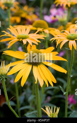 Echinacea 'Jetzt' Cheesier Blumen. Stockfoto