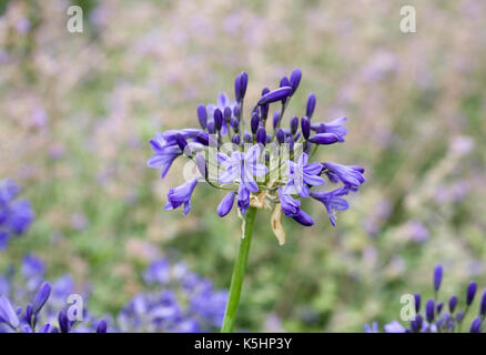 Agapanthus headbourne Hybriden. Stockfoto