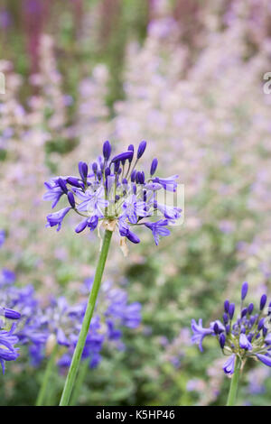 Agapanthus Headbourne Hybriden. Stockfoto