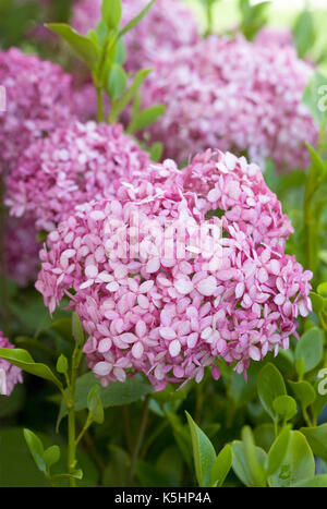 Hydrangea arborescens 'Invincibelle Geist' Blumen. Stockfoto