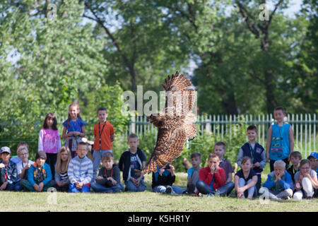 Porträt von eurasische Adler-Eule (Bubo Bubo) Stockfoto