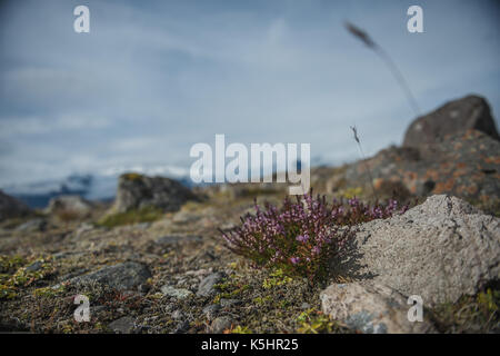 Wilde Tundra-Blumen wachsen in der felsigen isländischen Landschaft Stockfoto