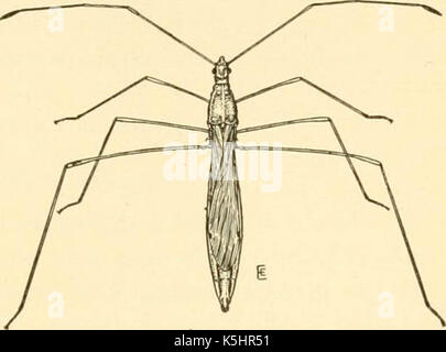 'Manueller von pflanzlichen Garten Insekten" (1918) Stockfoto