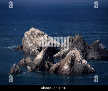 Tierwelt. Kanal Inseln. Alderney. Gannett rock sea Vögel Kolonie. Stockfoto