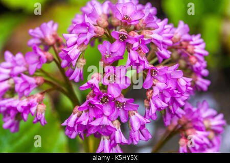 Bergenia strachey Blume, Elefant Ohren Stockfoto