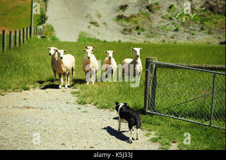 Schäferhund Rundung auf Schafe, Neuseeland. Stockfoto