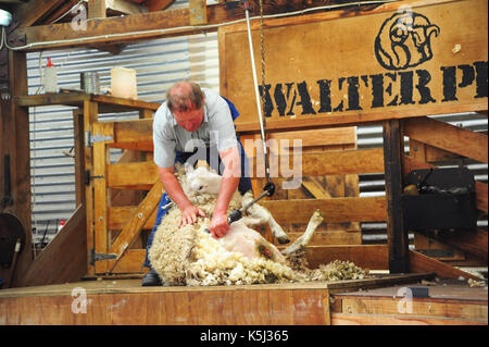 Queenstown, Neuseeland - Dez 26,2011: Schafschur in Queenstown, Neuseeland. Stockfoto