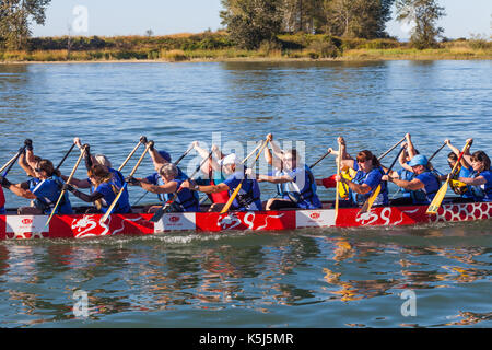 Mixed Männer und Frauen team Paddeln an die Startlinie für ein Drachenboot Stockfoto