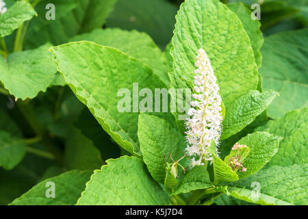 Indische oder Phytolacca acinosa pokeweed Stockfoto