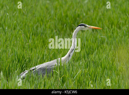 Graureiher Vogel versteckt im grünen Gras Stockfoto