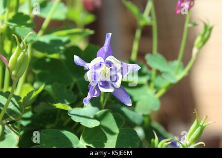 Columbine Stockfoto