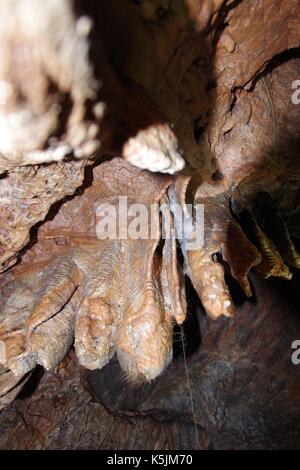 Brixham Cavern, Windmill Hill Knochen Höhle. Ein altes Denkmal, Entdeckt im Jahr 1858. Die wichtigsten Knochen Beweis für das Alter des Menschen. South Devon, Großbritannien. 2017. Stockfoto