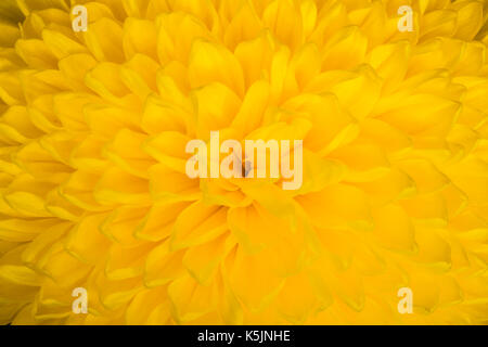 Nahaufnahme von gelbe aster Blume: Aster mit gelben Blüten und gelbe Herz für Hintergrund oder Textur Stockfoto