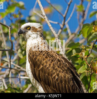 Nahaufnahme der Fischadler, Pandion cristatus, gegen den Hintergrund von Emerald Laub und blauer Himmel in Hervey Bay, Queensland, Australien Stockfoto