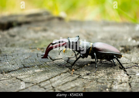 Ein Käfer mit großen Hörnern. Eine seltene Käfer. Lucanus cervus in der Natur. Stockfoto