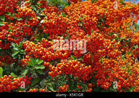 Dies ist holzbär coccinea, die Scharlachrote firethorn, aus der Familie der Rosaceae, mit seinem auffälligen Früchte im Herbst Stockfoto