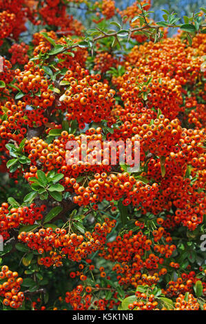 Dies ist holzbär coccinea, die Scharlachrote firethorn, aus der Familie der Rosaceae, mit seinem auffälligen Früchte im Herbst Stockfoto