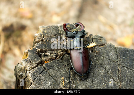 Gefährdete Arten von Insekten. Eine bedrohte Art eines Käfers. Blick von oben. In der Natur Insekt. Stockfoto