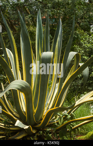 Agave Americana Napi Anlage Stockfoto