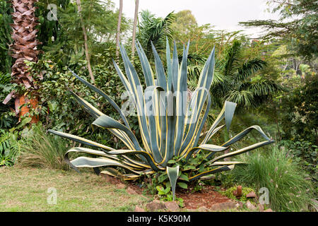 Agave Americana Napi Anlage Stockfoto