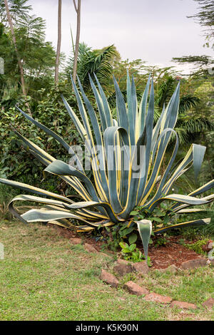 Agave Americana Napi Anlage Stockfoto