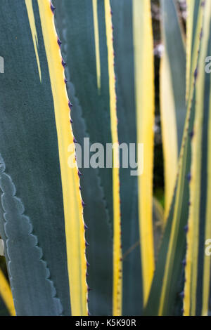 Agave Americana Napi Anlage Stockfoto