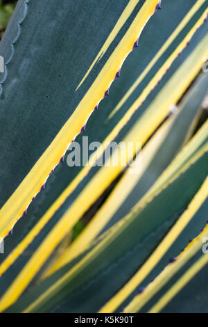 Agave Americana Napi Anlage Stockfoto