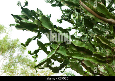 Kandelaber Baum (Euphorbia candelabrum) Zweige, Nairobi, Kenia Stockfoto