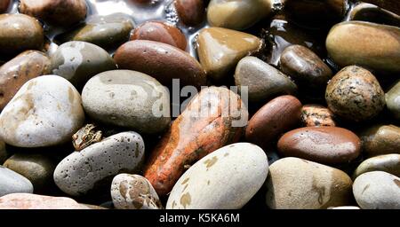 Wenn ich war die Erkundung der wunderschönen Küste des Lake Ontario, stieß ich auf dieses süsse Frosch schmiegte sich zwischen mehreren farbigen Felsen am Wasser. Stockfoto